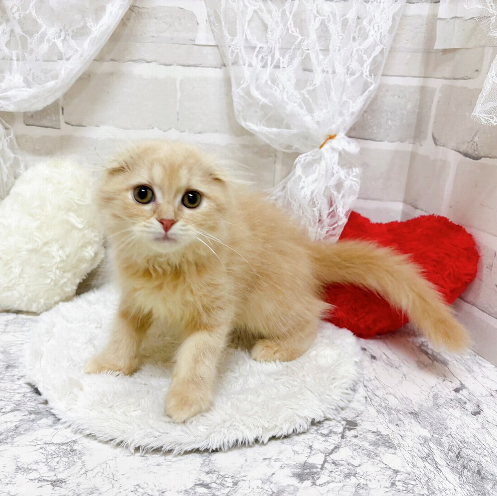 京都府のスコティッシュフォールド (犬の家＆猫の里京都精華店/2026年4月16日生まれ/男の子/クリームタビー)の子猫の4枚目の画像