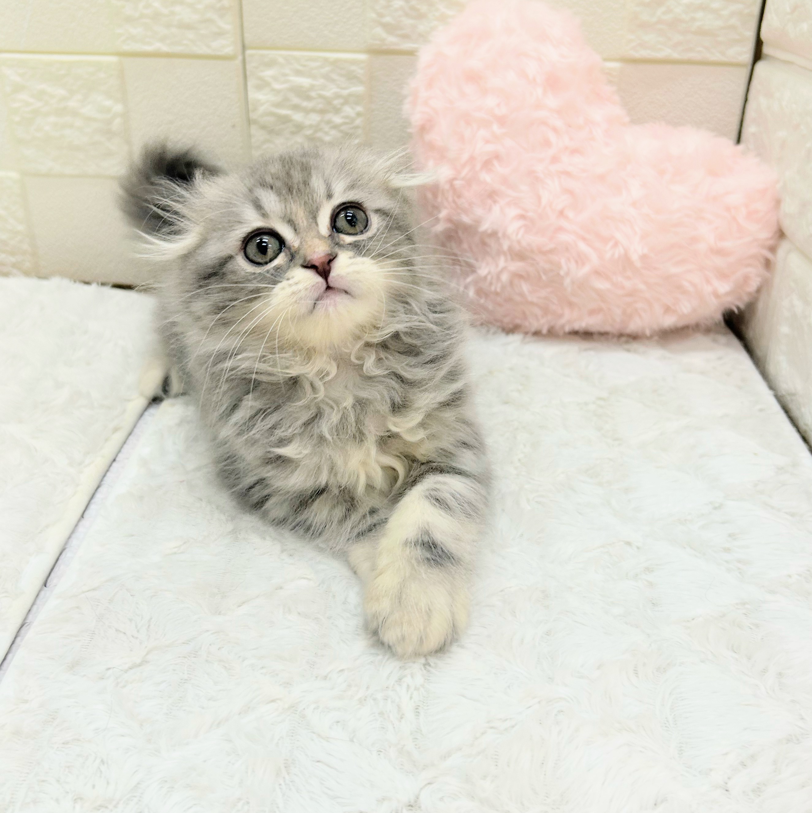 愛知県のスコティッシュフォールド (犬の家＆猫の里アミーゴ神の倉店/2026年4月16日生まれ/女の子/ブルーパッチドタビーホワイト)の子猫の4枚目の画像