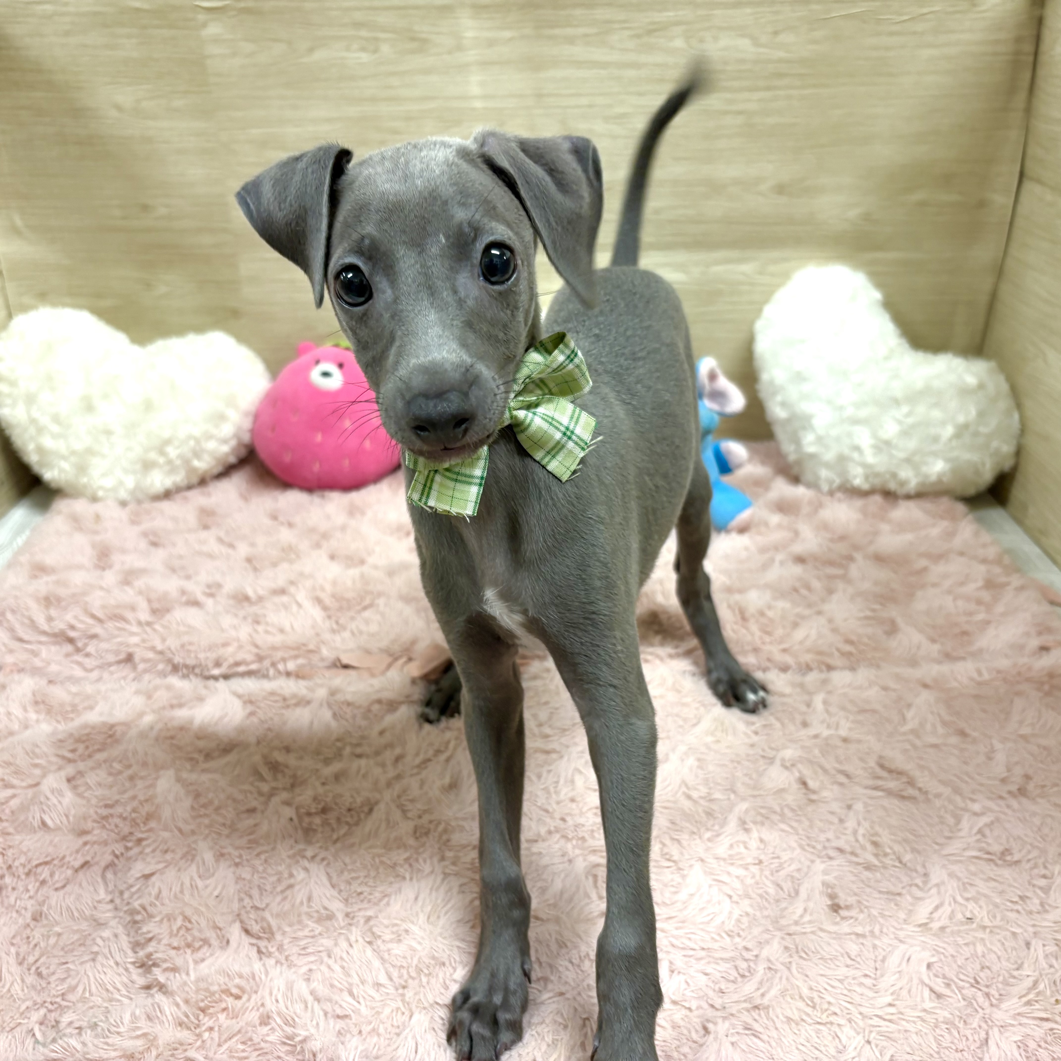 大阪府のイタリアングレーハウンド (犬の家＆猫の里そよら東岸和田店/2026年4月19日生まれ/男の子/ブルー、ホワイトマーキング)の子犬の4枚目の画像