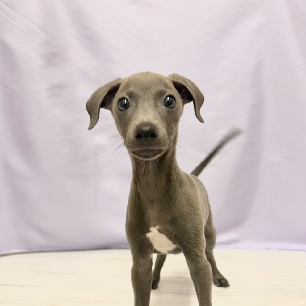 兵庫県のイタリアングレーハウンド (犬の家＆猫の里尼崎店/2026年4月19日生まれ/男の子/ブルー、ホワイトマーキング)の子犬の1枚目の画像