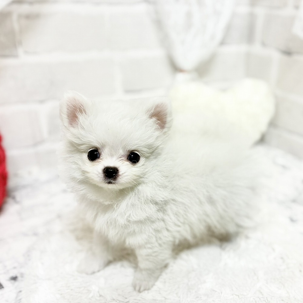 京都府のポメチワ/チワポメ/ポメチー(ポメラニアン×チワワ) (犬の家＆猫の里京都精華店/2026年4月14日生まれ/女の子/クリームホワイト)の子犬の4枚目の画像