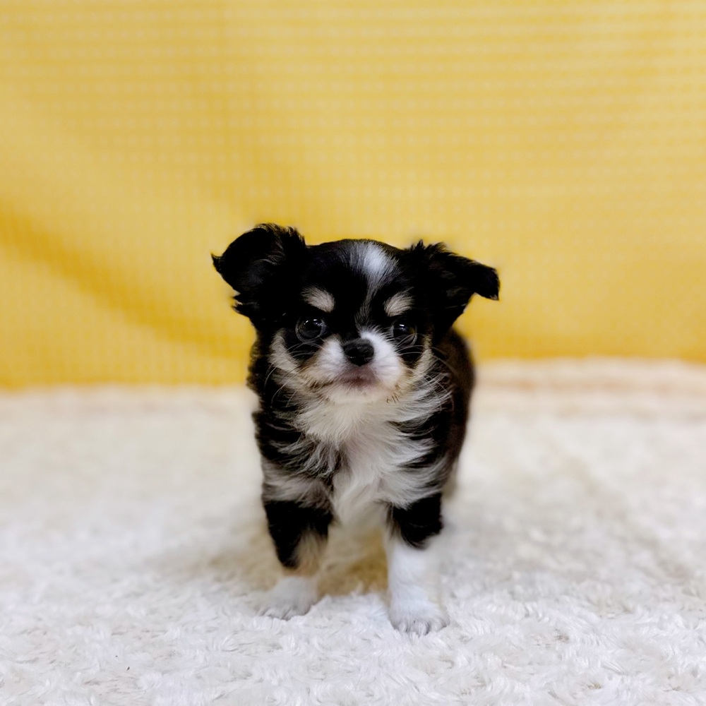 愛知県のチワワ(ロング) (犬の家＆猫の里一宮店/2026年4月16日生まれ/女の子/ブラックタンホワイト)の子犬の4枚目の画像