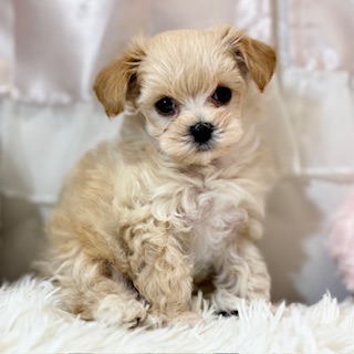 兵庫県のマルプー(マルチーズ×プードル) (犬の家＆猫の里カナート西神戸店/2026年4月21日生まれ/男の子/クリーム)の子犬の4枚目の画像