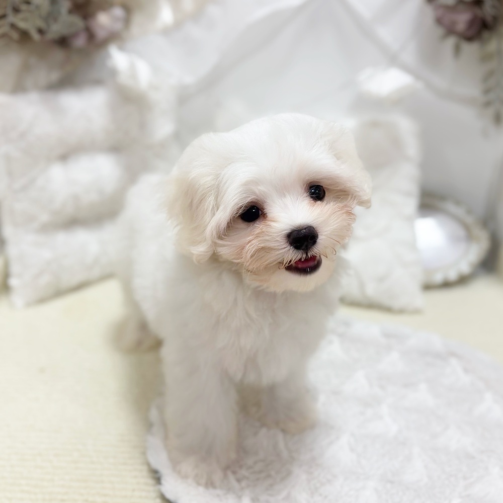 岐阜県のマルチーズ (犬の家＆猫の里カラフルタウン岐阜店/2026年4月13日生まれ/男の子/ホワイト)の子犬の4枚目の画像