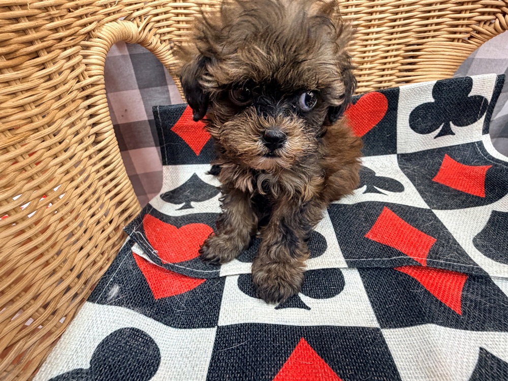 愛知県のプーズー/プーシーズ(プードル×シーズー) (犬の家＆猫の里名古屋天白店/2026年4月21日生まれ/女の子/ブラウン)の子犬の4枚目の画像