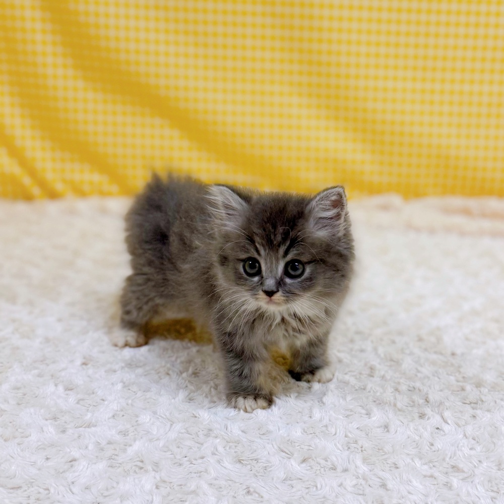 スコティッシュストレート(ブルータビーホワイト)の子猫を価格や特徴で