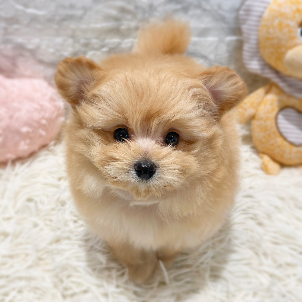 愛知県のポメプー(ポメラニアン×プードル) (犬の家＆猫の里MiO香久山店/2026年4月16日生まれ/女の子/アプリコット)の子犬の4枚目の画像