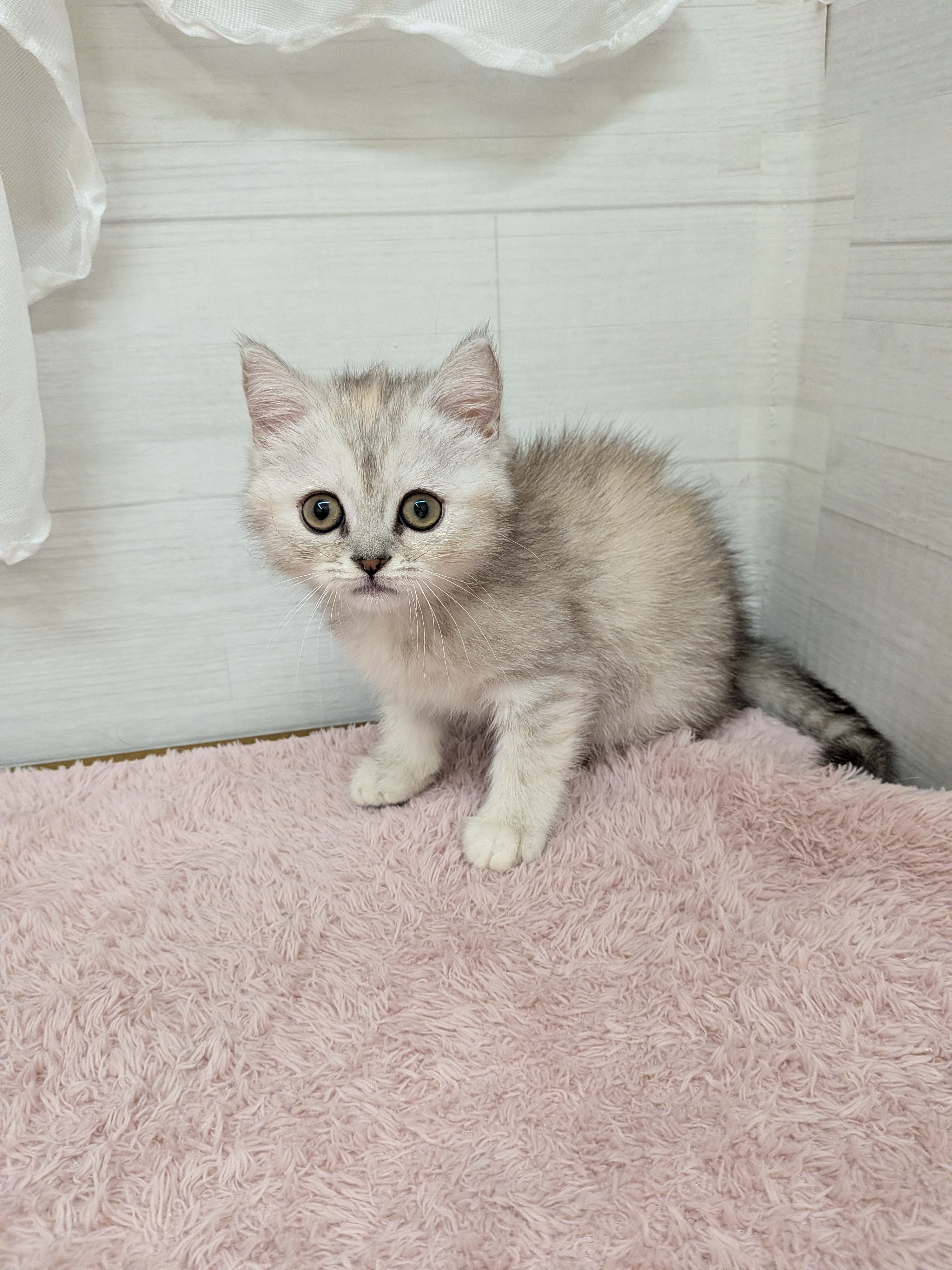 愛知県のミヌエット (犬の家＆猫の里碧南店/2026年4月20日生まれ/女の子/シェルトーティシェル)の子猫の4枚目の画像