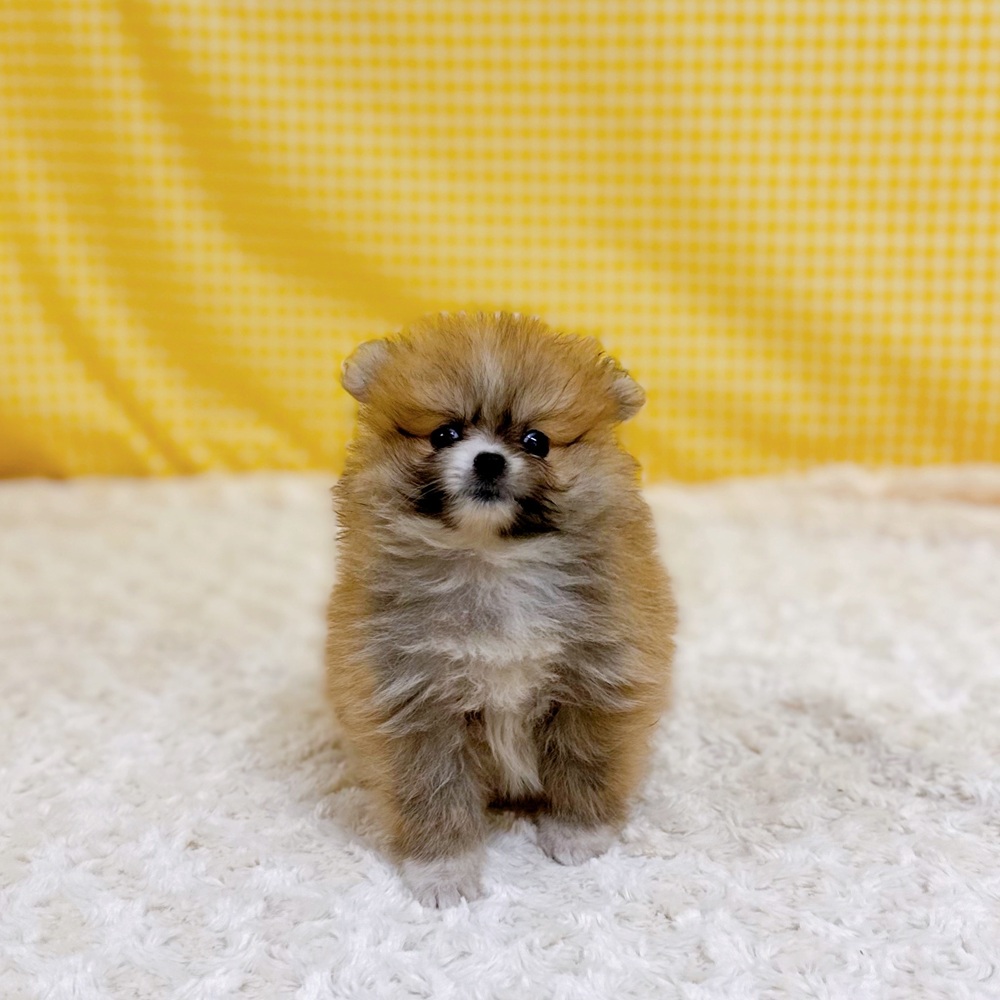 愛知県のポメラニアン (犬の家＆猫の里一宮店/2026年4月21日生まれ/女の子/オレンジセーブル)の子犬の4枚目の画像