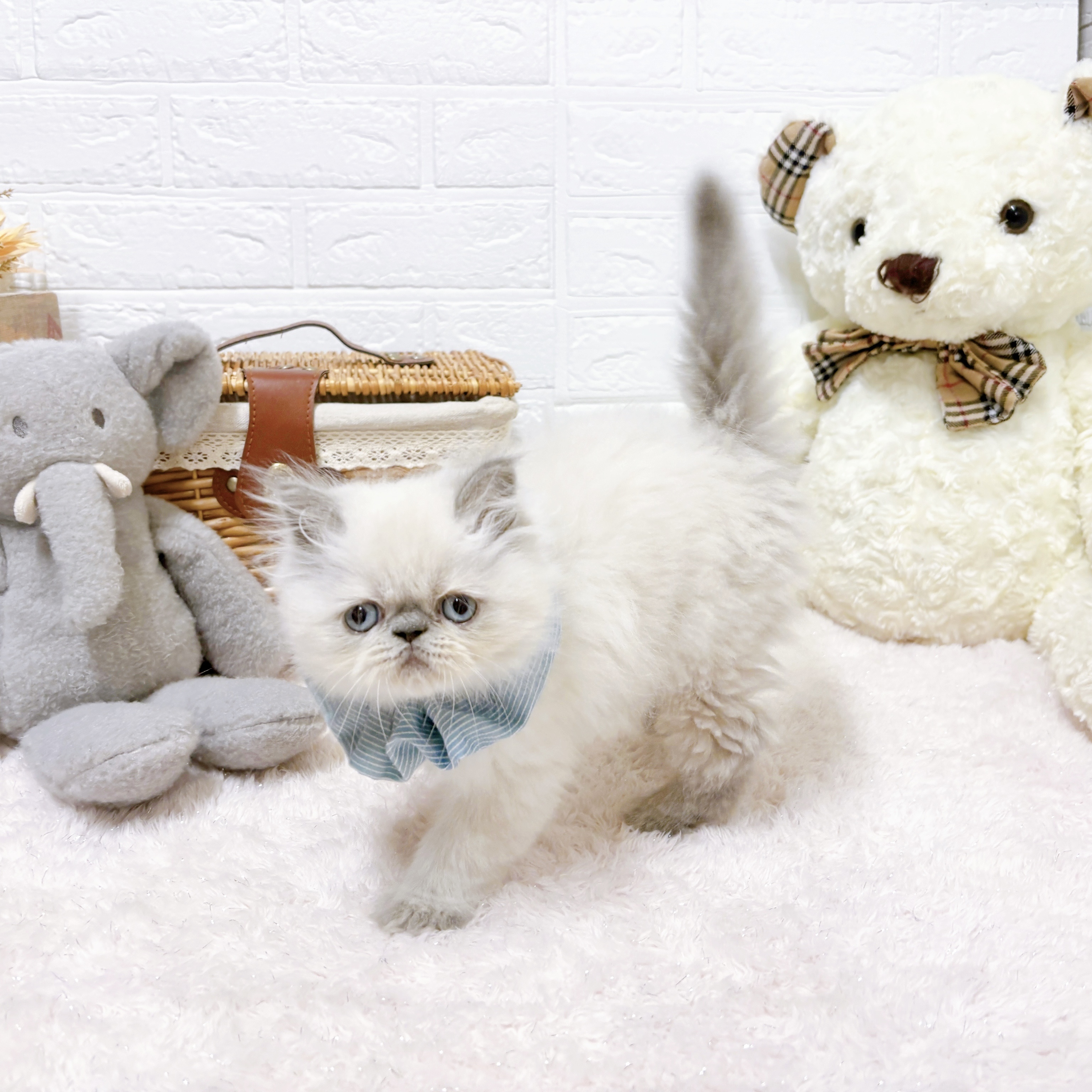 滋賀県のヒマラヤン (犬の家＆猫の里近江八幡店/2026年4月21日生まれ/男の子/ブルーポイント)の子猫の4枚目の画像