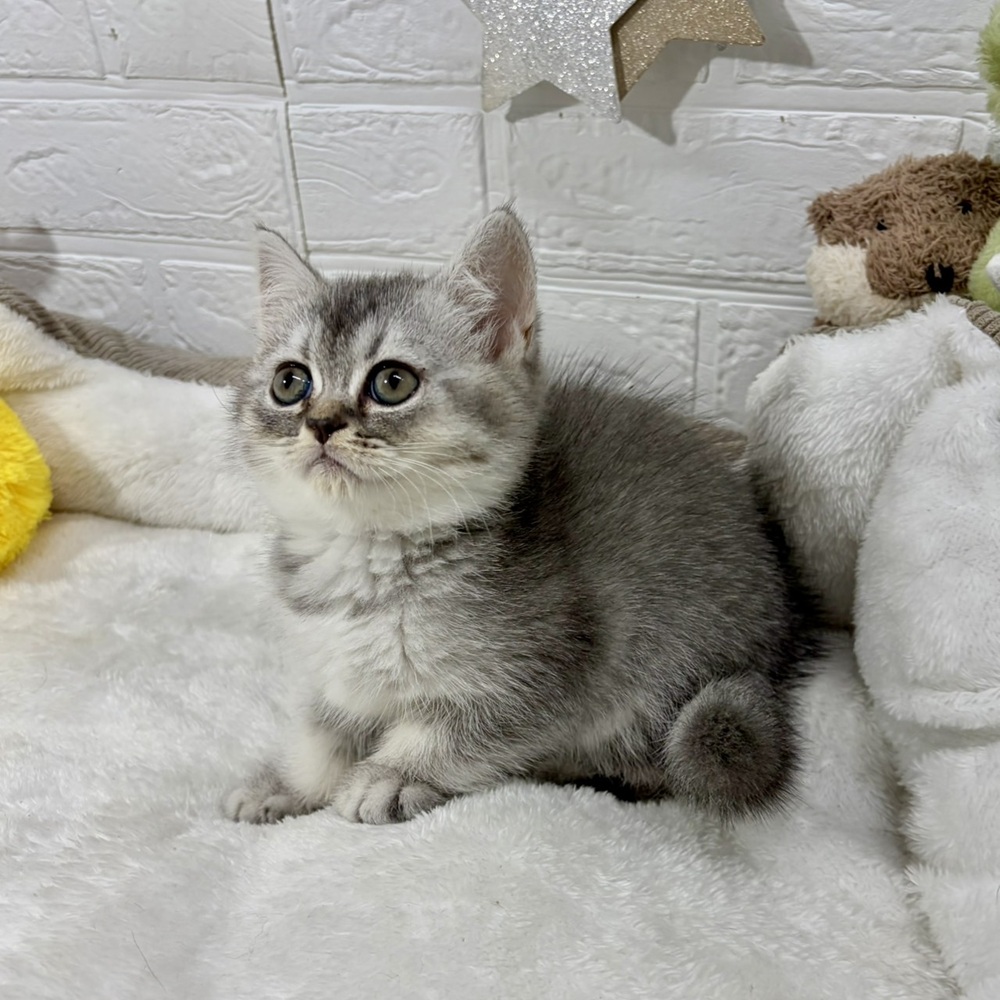 兵庫県のブリティッシュショートヘアー (犬の家＆猫の里ニッケパークタウン加古川店/2026年4月23日生まれ/女の子/ブルーシルバーシェーデッド)の子猫の4枚目の画像