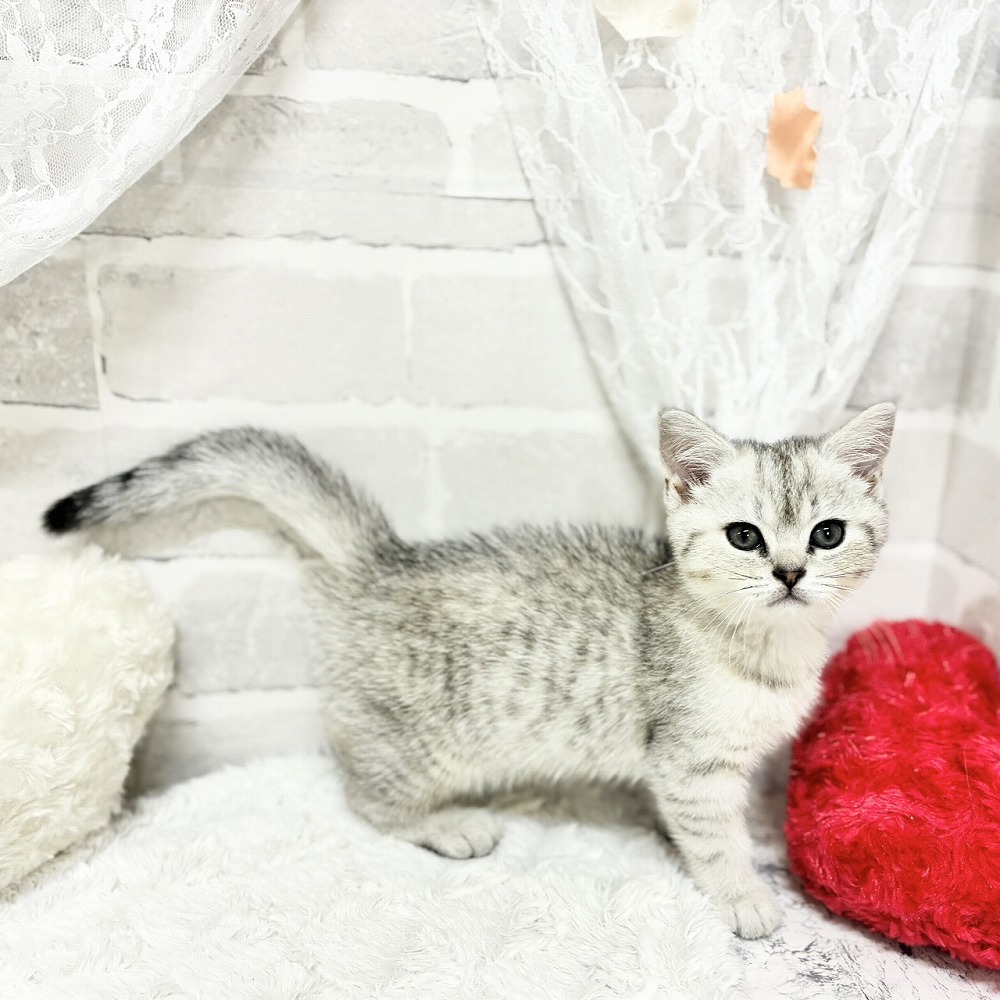 京都府のブリティッシュショートヘアー (犬の家＆猫の里京都精華店/2026年4月21日生まれ/女の子/シルバーマッカレルタビー)の子猫の4枚目の画像