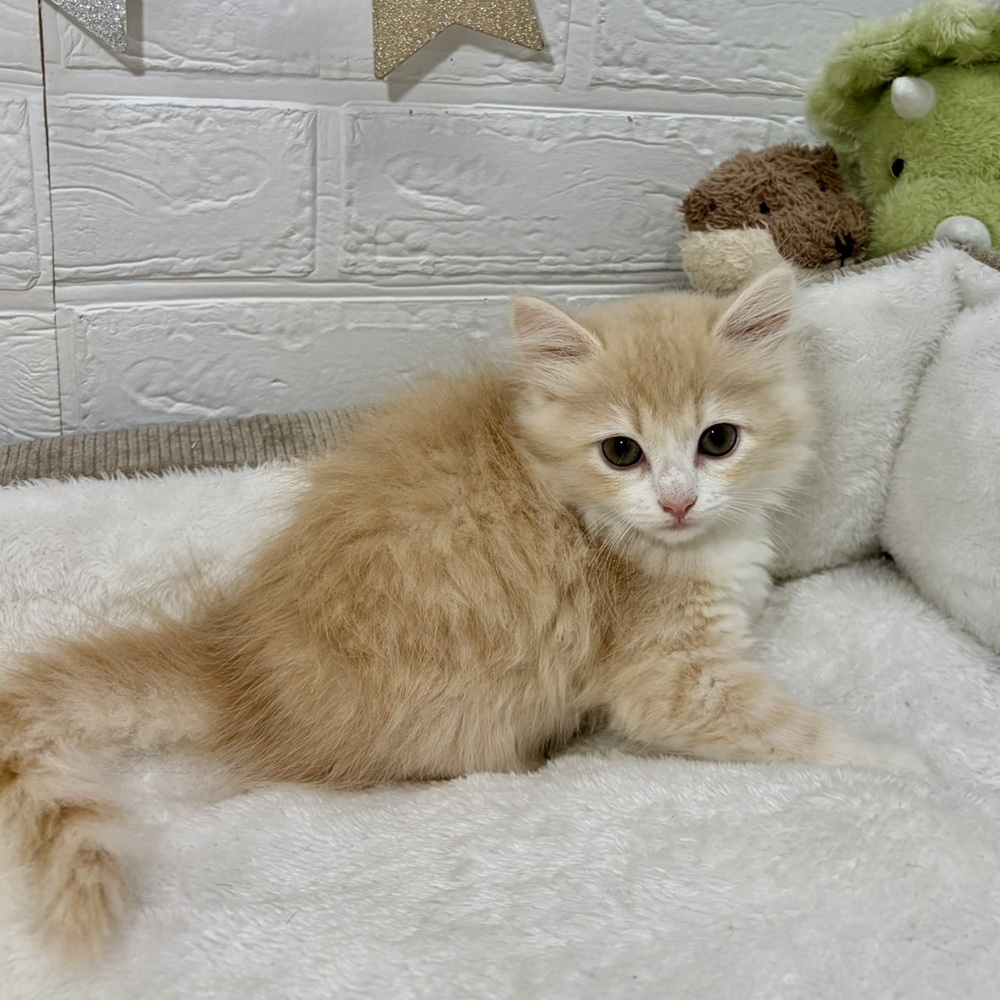 兵庫県のサイベリアン (犬の家＆猫の里ニッケパークタウン加古川店/2026年4月21日生まれ/女の子/クリームマッカレルタビーホワイト)の子猫の4枚目の画像