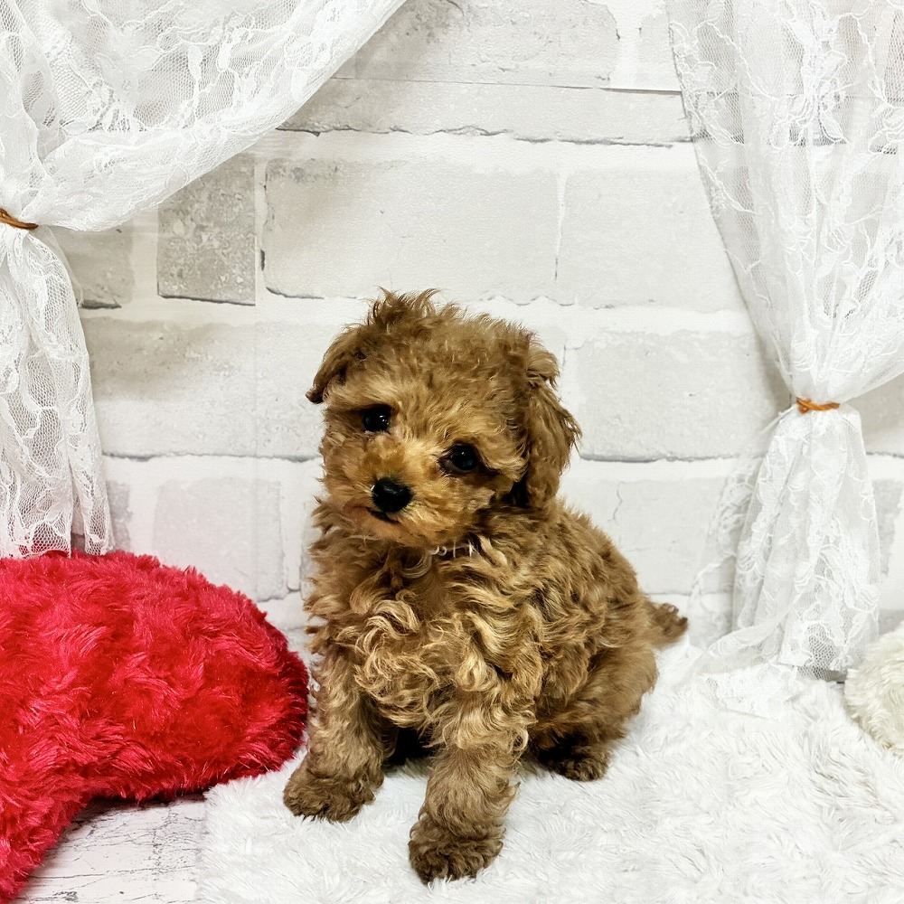 京都府のトイプードル(トイ) (犬の家＆猫の里京都精華店/2026年4月22日生まれ/男の子/レッドフォーン)の子犬の4枚目の画像