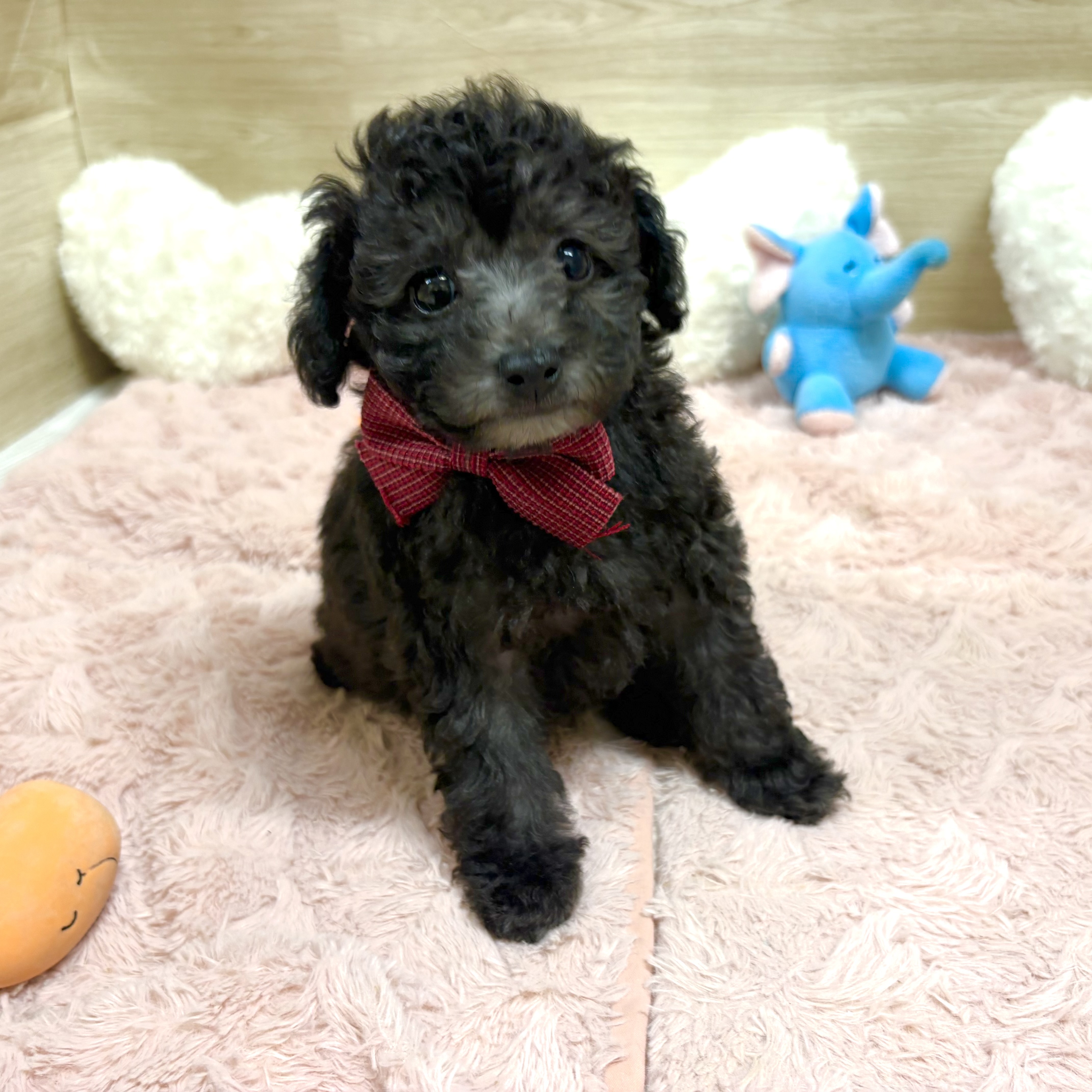 大阪府のトイプードル(トイ) (犬の家＆猫の里そよら東岸和田店/2026年4月22日生まれ/女の子/グレー)の子犬の4枚目の画像