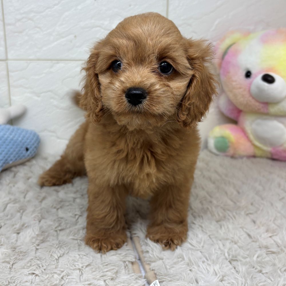 兵庫県のコッカプー(アメリカンコッカースパニエル×プードル) (犬の家＆猫の里ゆめタウン姫路店/2026年4月23日生まれ/女の子/レッド)の子犬の4枚目の画像
