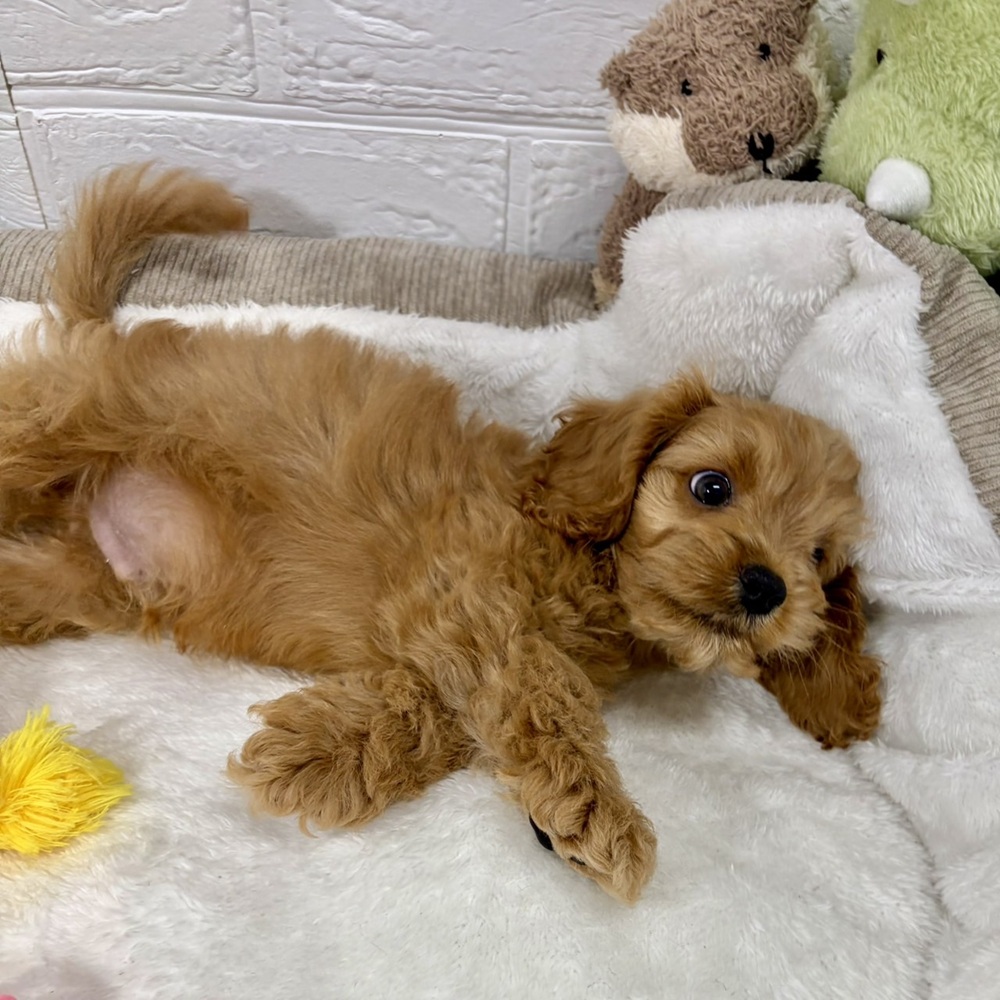 兵庫県のコッカプー(アメリカンコッカースパニエル×プードル) (犬の家＆猫の里ニッケパークタウン加古川店/2026年4月23日生まれ/男の子/レッド)の子犬の4枚目の画像