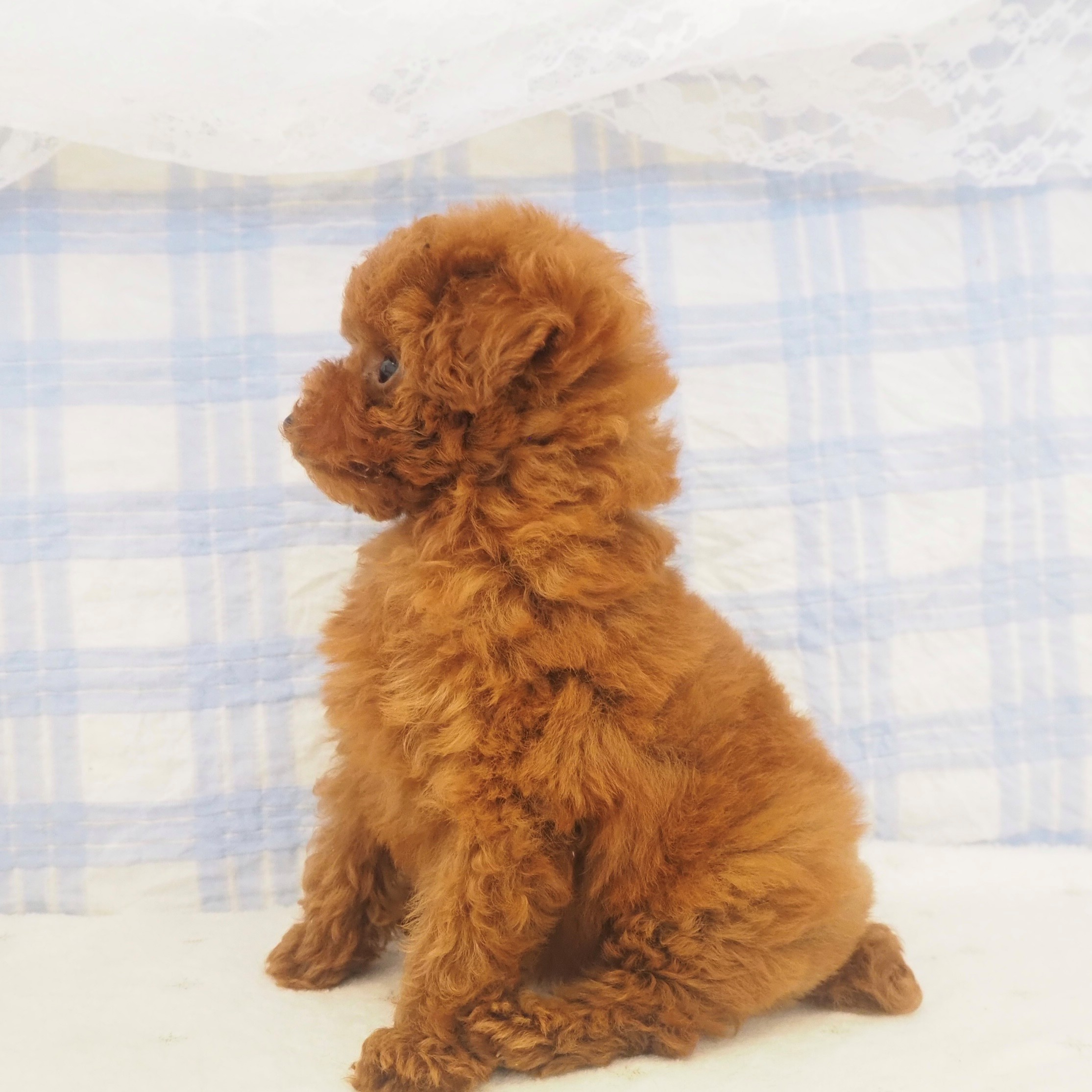 大阪府のトイプードル(タイニー) (犬の家＆猫の里もりのみやキューズモールBASE店/2026年4月20日生まれ/女の子/レッドフォーン)の子犬の4枚目の画像