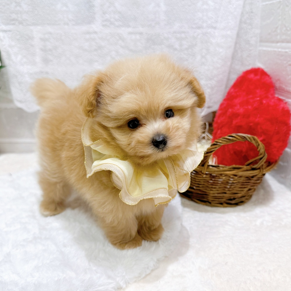 滋賀県のポメプー(ポメラニアン×プードル) (犬の家＆猫の里長浜店/2026年4月22日生まれ/男の子/クリーム)の子犬の4枚目の画像