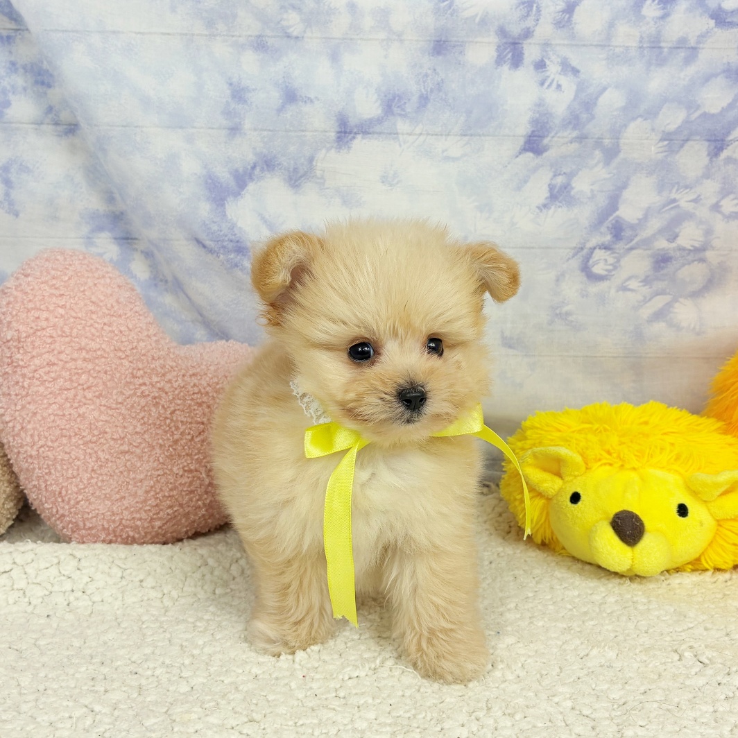 兵庫県のポメプー(ポメラニアン×プードル) (犬の家＆猫の里川西店/2026年4月22日生まれ/男の子/クリーム)の子犬の4枚目の画像