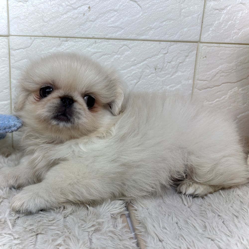 兵庫県のペキニーズ (犬の家＆猫の里ゆめタウン姫路店/2026年4月15日生まれ/男の子/クリーム)の子犬の4枚目の画像