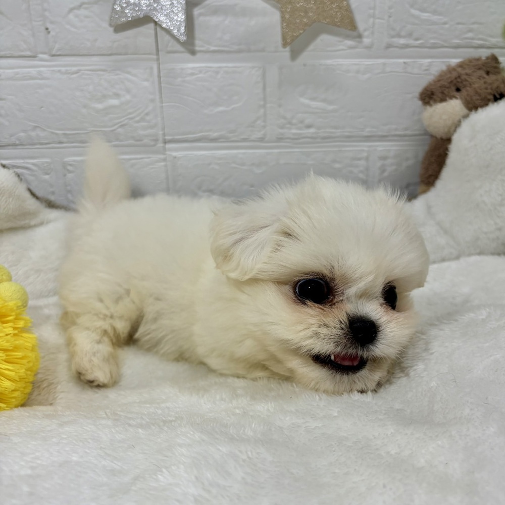 兵庫県のハーフ犬・ミックス犬 (犬の家＆猫の里ニッケパークタウン加古川店/2026年4月23日生まれ/女の子/ホワイト)の子犬の4枚目の画像