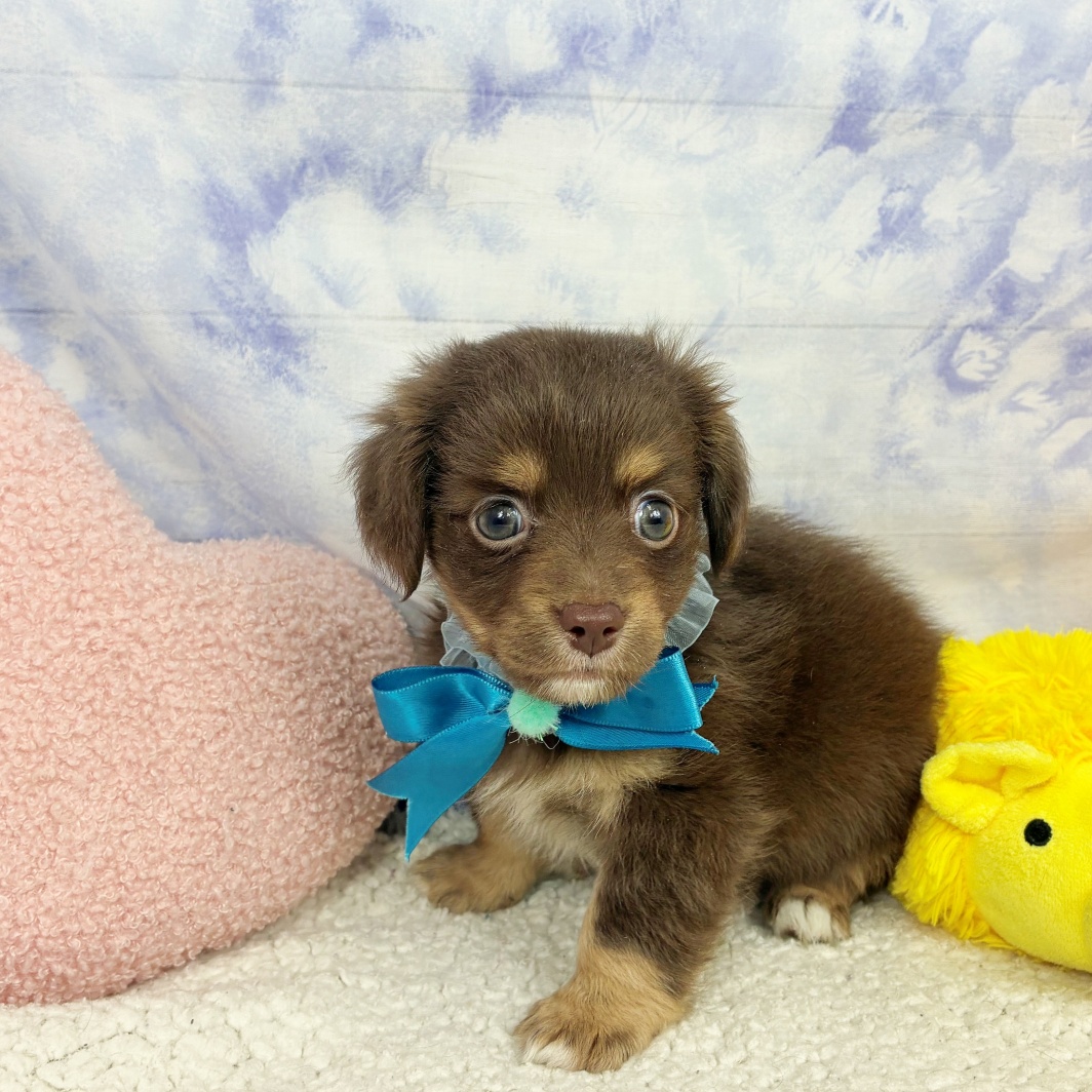 兵庫県のチワックス(チワワ×ダックス) (犬の家＆猫の里川西店/2026年4月21日生まれ/男の子/チョコレートクリーム)の子犬の4枚目の画像
