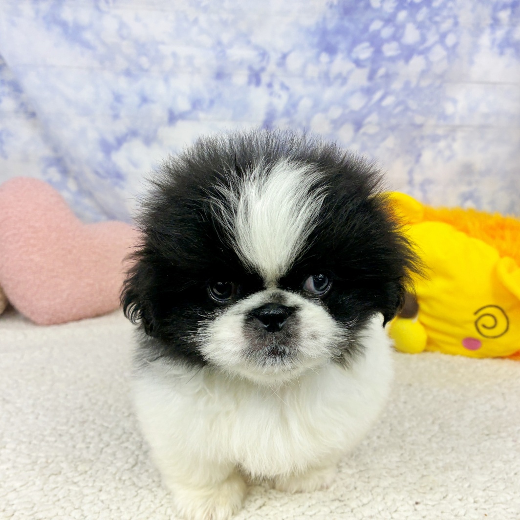 兵庫県のペキニーズ (犬の家＆猫の里川西店/2026年4月23日生まれ/男の子/ブラックタン)の子犬の4枚目の画像