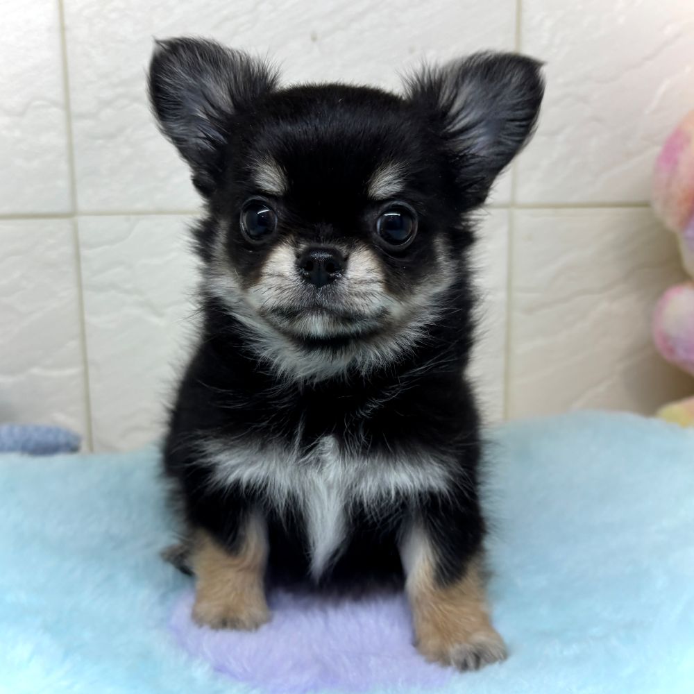 兵庫県のチワワ(ロング) (犬の家＆猫の里ゆめタウン姫路店/2026年4月22日生まれ/男の子/ブラックタン)の子犬の4枚目の画像