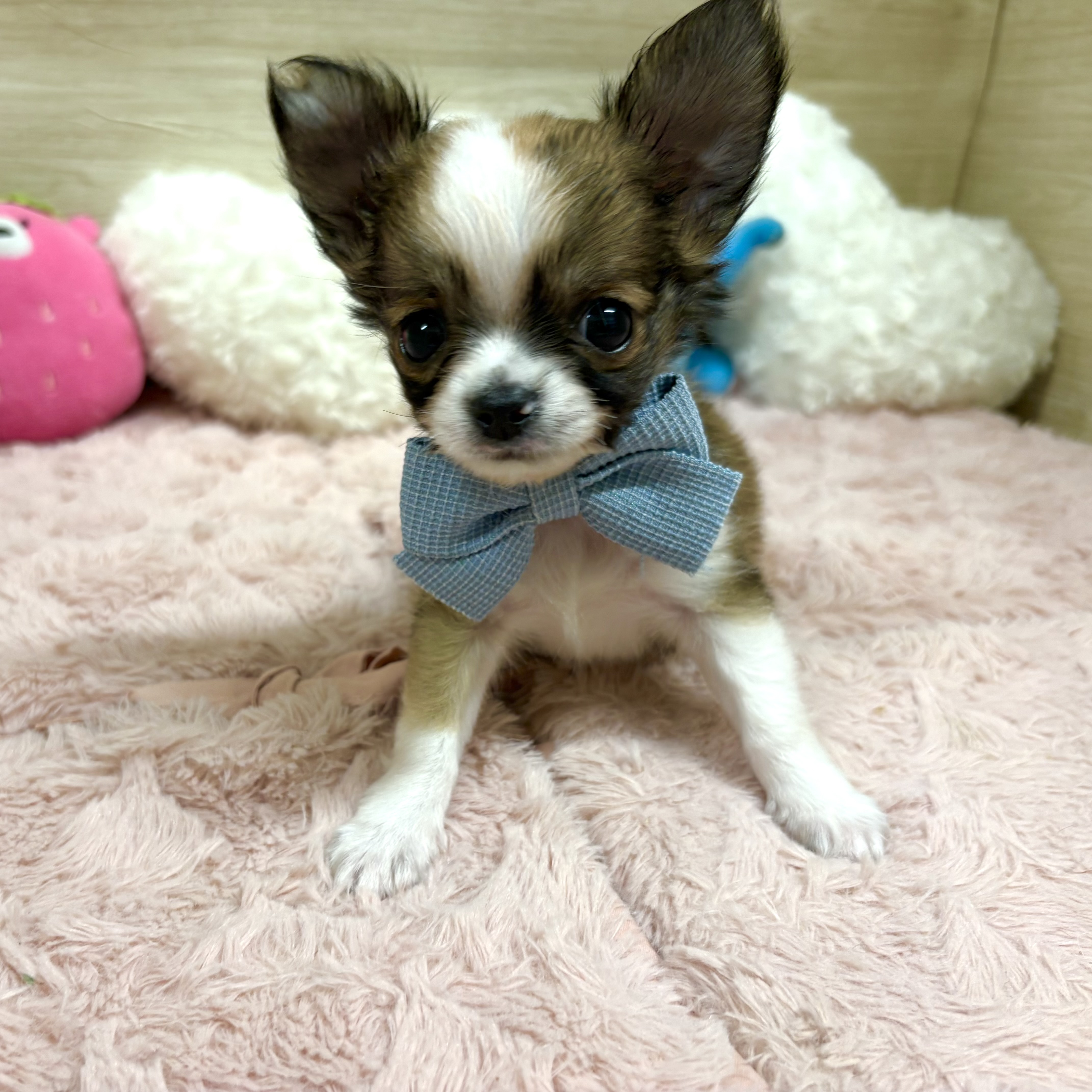 大阪府のチワワ(ロング) (犬の家＆猫の里そよら東岸和田店/2026年4月20日生まれ/男の子/レッドホワイト)の子犬の4枚目の画像