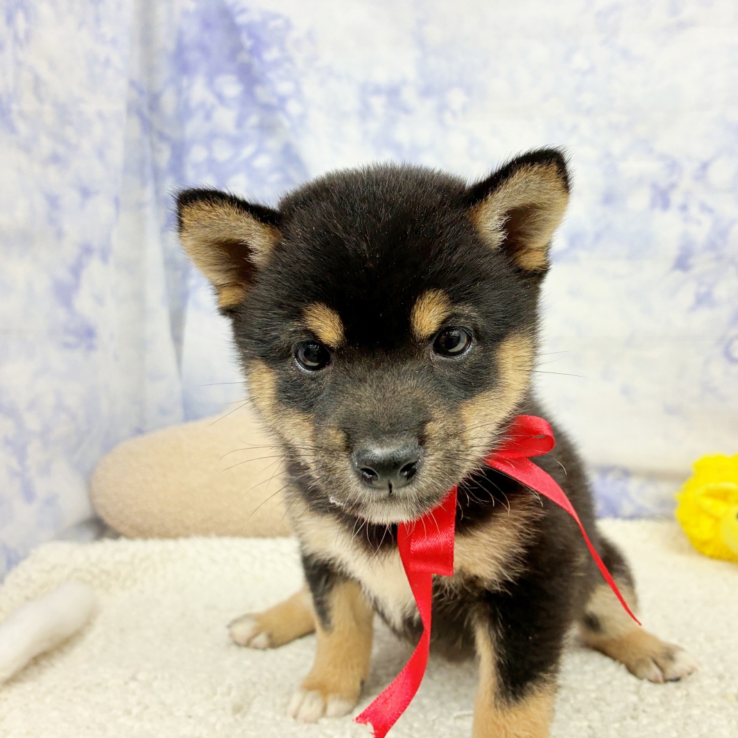 兵庫県の豆柴 (犬の家＆猫の里川西店/2026年4月23日生まれ/女の子/黒)の子犬の4枚目の画像