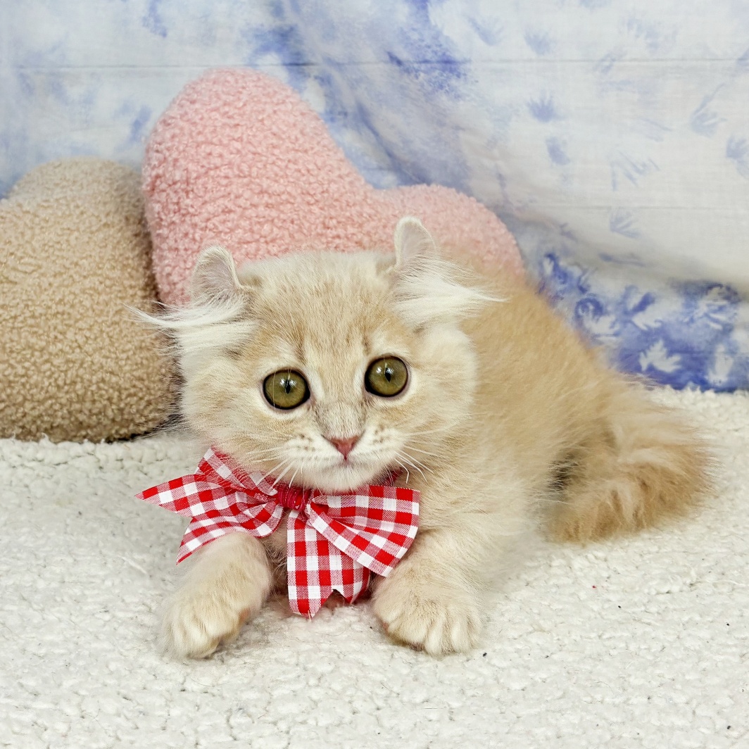 兵庫県のキンカロー (犬の家＆猫の里川西店/2026年4月21日生まれ/女の子/クリームタビーホワイト)の子猫の4枚目の画像