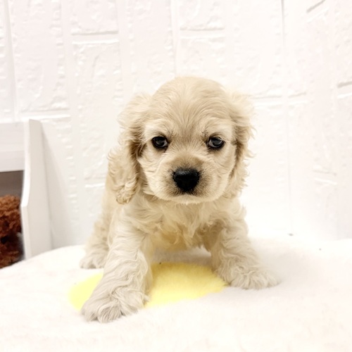 愛知県のアメリカンコッカースパニエル (犬の家＆猫の里豊川インター店/2026年4月24日生まれ/男の子/バフ)の子犬の4枚目の画像