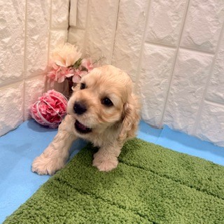 岡山県のアメリカンコッカースパニエル (犬の家＆猫の里倉敷店/2026年4月24日生まれ/男の子/バフ)の子犬の4枚目の画像