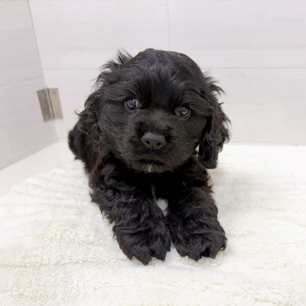 石川県のアメリカンコッカースパニエル (犬の家＆猫の里アミーゴ金沢おこばた店/2026年4月24日生まれ/男の子/ブラック)の子犬の4枚目の画像