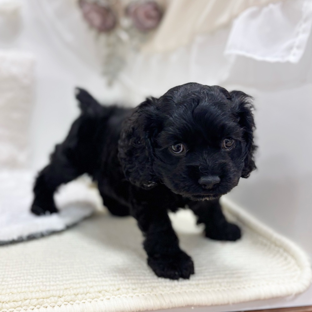 岐阜県のアメリカンコッカースパニエル (犬の家＆猫の里カラフルタウン岐阜店/2026年4月24日生まれ/男の子/ブラック)の子犬の4枚目の画像