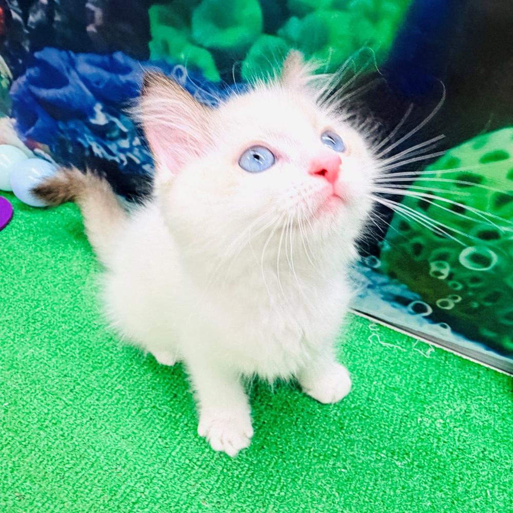 愛知県のラグドール (犬の家＆猫の里名古屋天白店/2026年4月20日生まれ/男の子/シールポイントバイカラー)の子猫の4枚目の画像