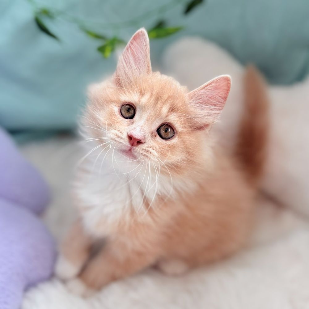 愛知県のサイベリアン (犬の家＆猫の里愛知刈谷店/2026年4月21日生まれ/男の子/クリームタビーホワイト)の子猫の1枚目の画像