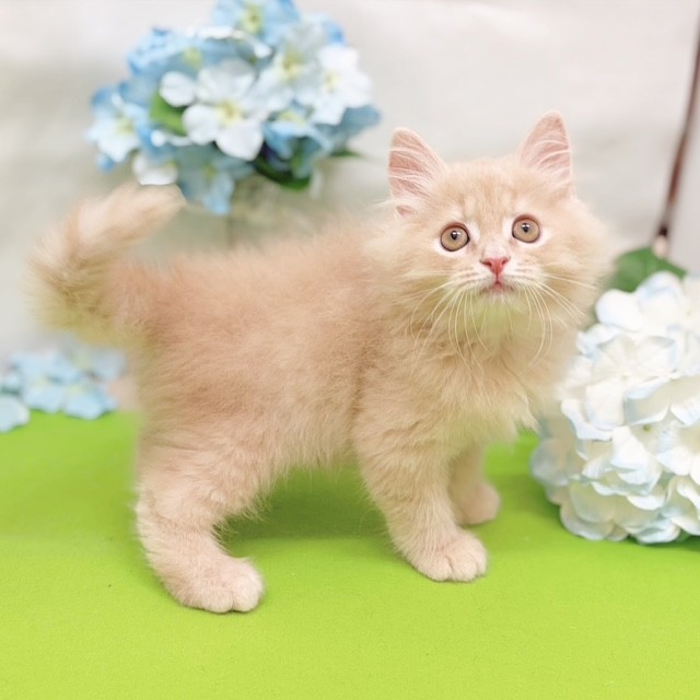 静岡県のサイベリアン (犬の家＆猫の里藤枝店/2026年4月21日生まれ/男の子/クリームタビー)の子猫の4枚目の画像