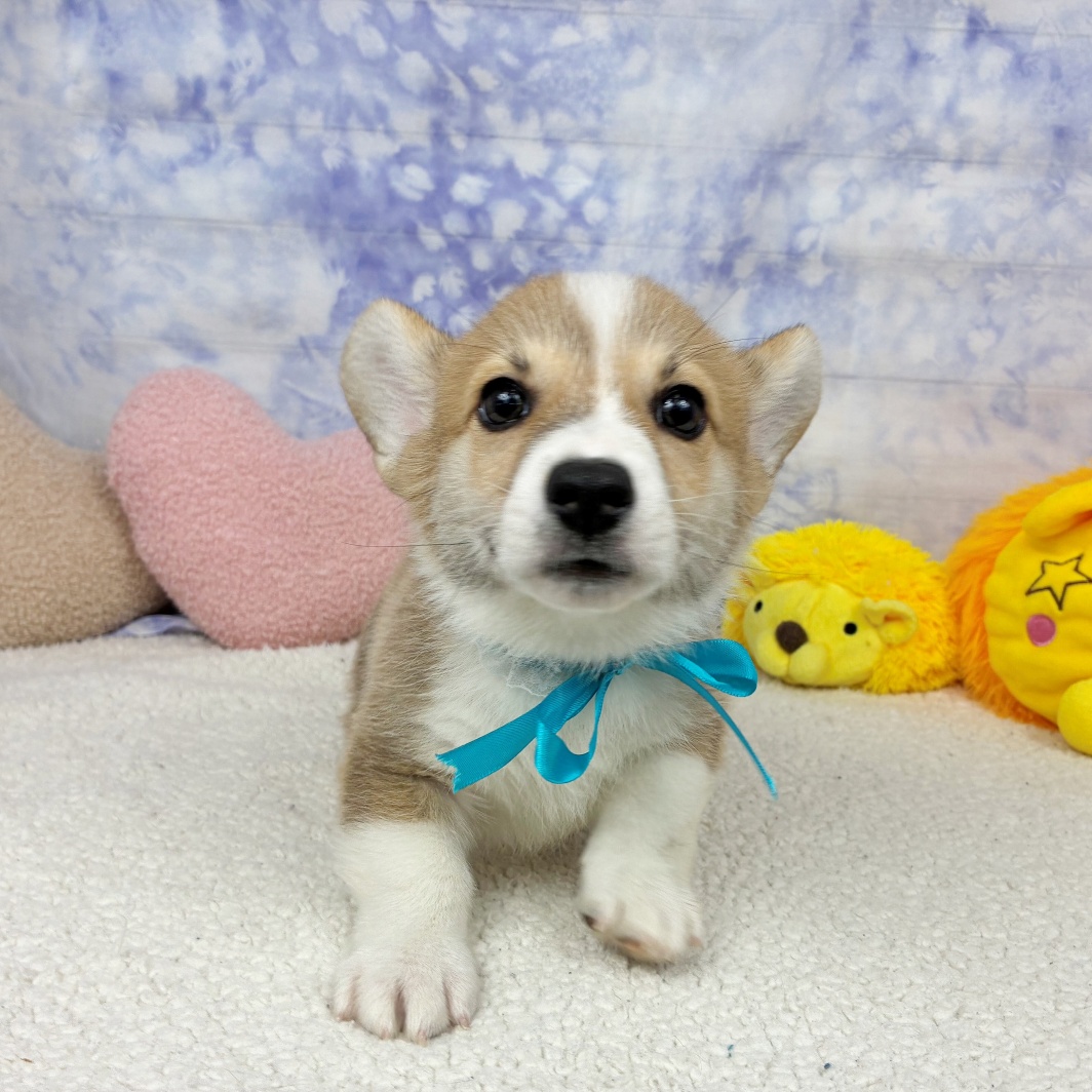 兵庫県のウェルシュコーギーペンブローク (犬の家＆猫の里川西店/2026年4月17日生まれ/男の子/レッドホワイト)の子犬の4枚目の画像
