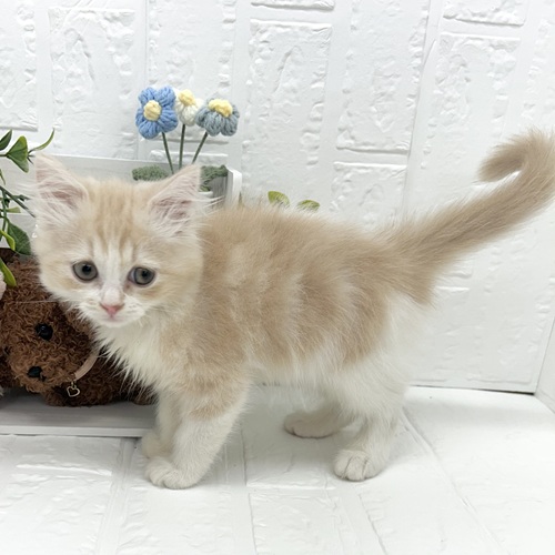 愛知県のスコティッシュフォールド (犬の家＆猫の里豊川インター店/2026年4月16日生まれ/男の子/クリームタビーホワイト)の子猫の4枚目の画像
