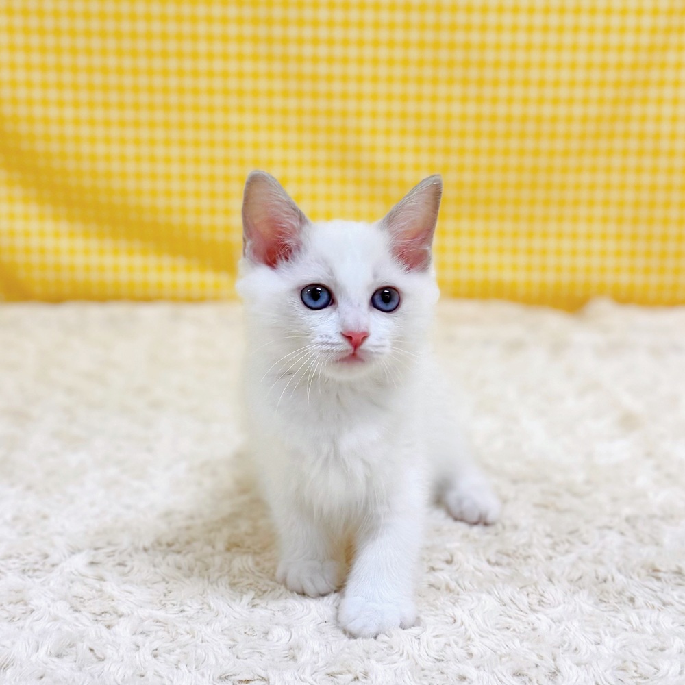 愛知県のラグドール (犬の家＆猫の里一宮店/2026年4月18日生まれ/女の子/ブルーポイントバイカラー)の子猫の4枚目の画像