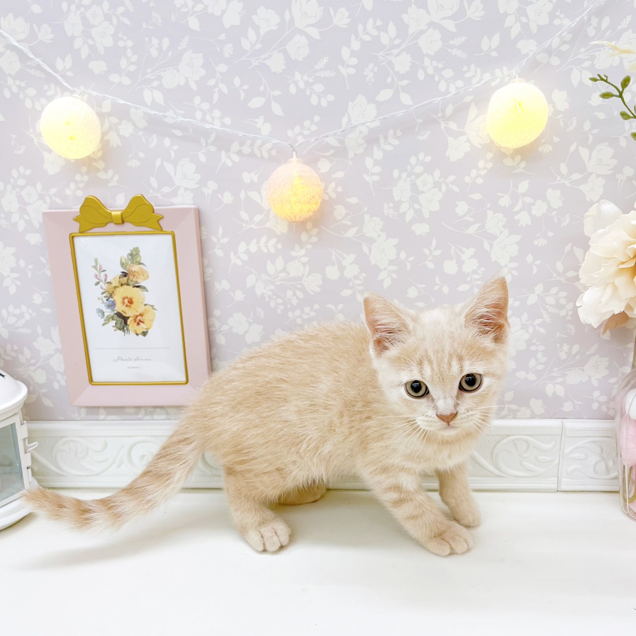 富山県のブリティッシュショートヘアー (犬の家＆猫の里富山店/2026年4月23日生まれ/男の子/クリームタビー)の子猫の4枚目の画像