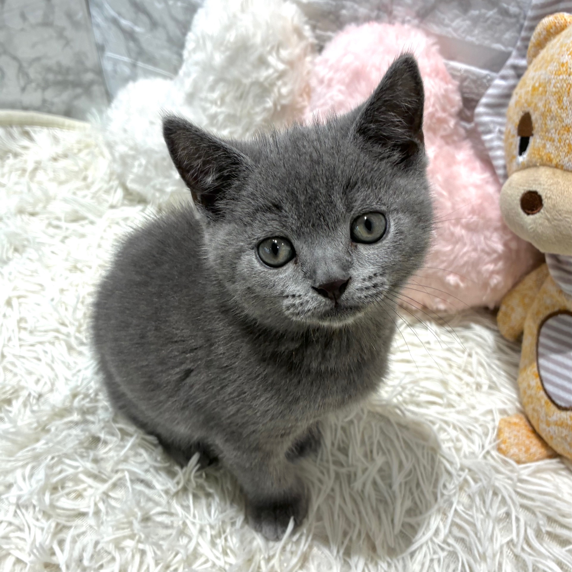 愛知県のブリティッシュショートヘアー (犬の家＆猫の里MiO香久山店/2026年4月23日生まれ/男の子/ブルー)の子猫の4枚目の画像