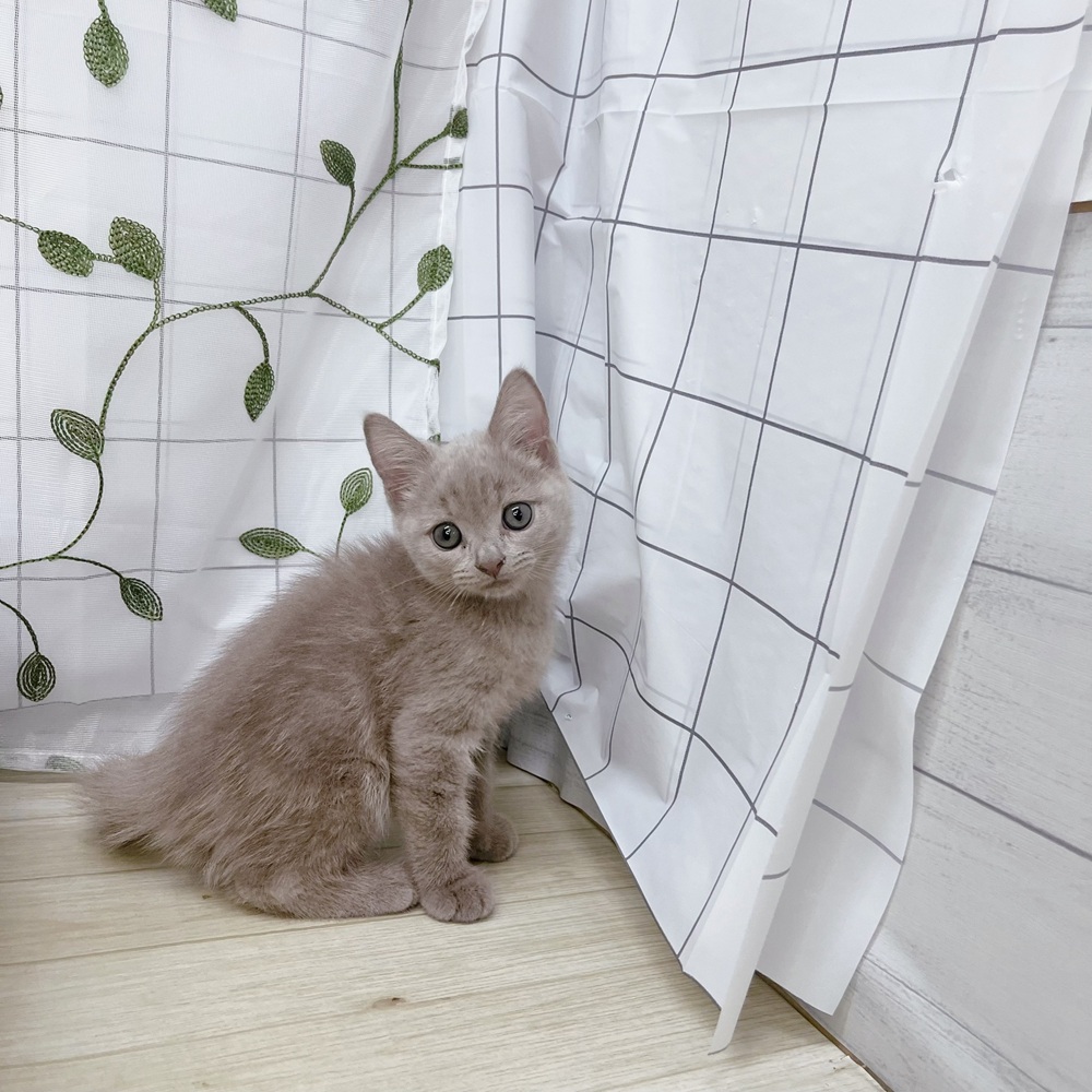 長野県のスコティッシュストレート (犬の家＆猫の里塩尻店/2026年4月24日生まれ/男の子/ライラックタビー)の子猫の4枚目の画像