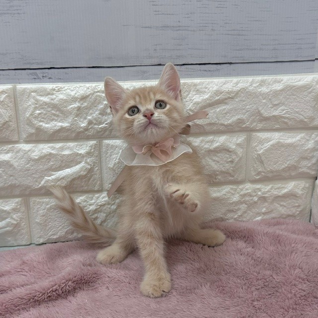 静岡県のスコティッシュストレート (犬の家＆猫の里アミーゴ浜松和田店/2026年4月24日生まれ/男の子/クリームタビー)の子猫の4枚目の画像
