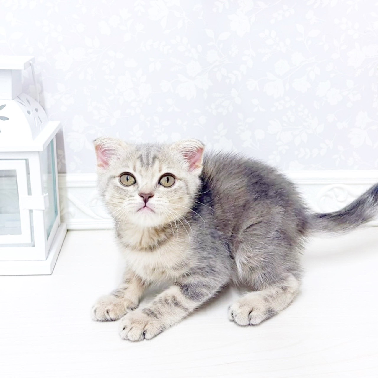 富山県のスコティッシュフォールド (犬の家＆猫の里アミーゴ山室店/2026年4月24日生まれ/女の子/ブルータビー)の子猫の4枚目の画像
