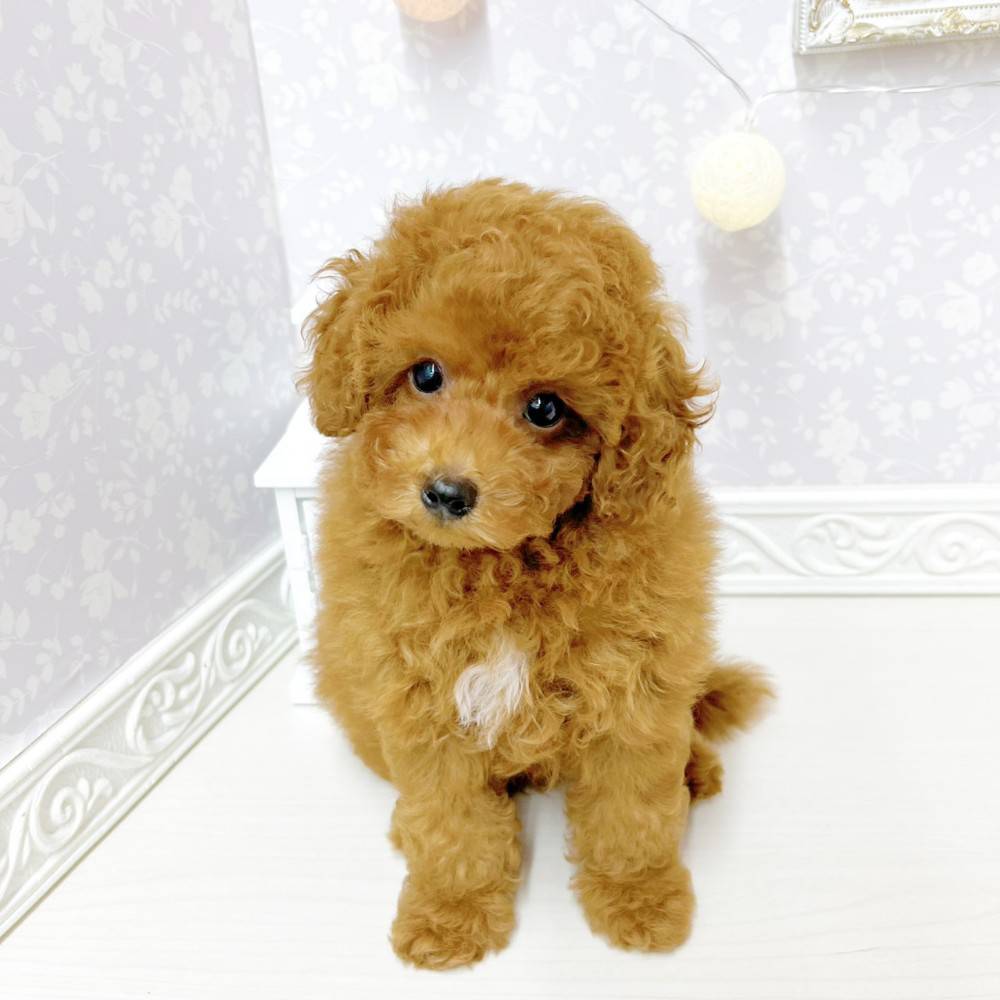富山県のトイプードル(トイ) (犬の家＆猫の里アミーゴ山室店/2026年4月24日生まれ/男の子/レッドフォーン)の子犬の4枚目の画像