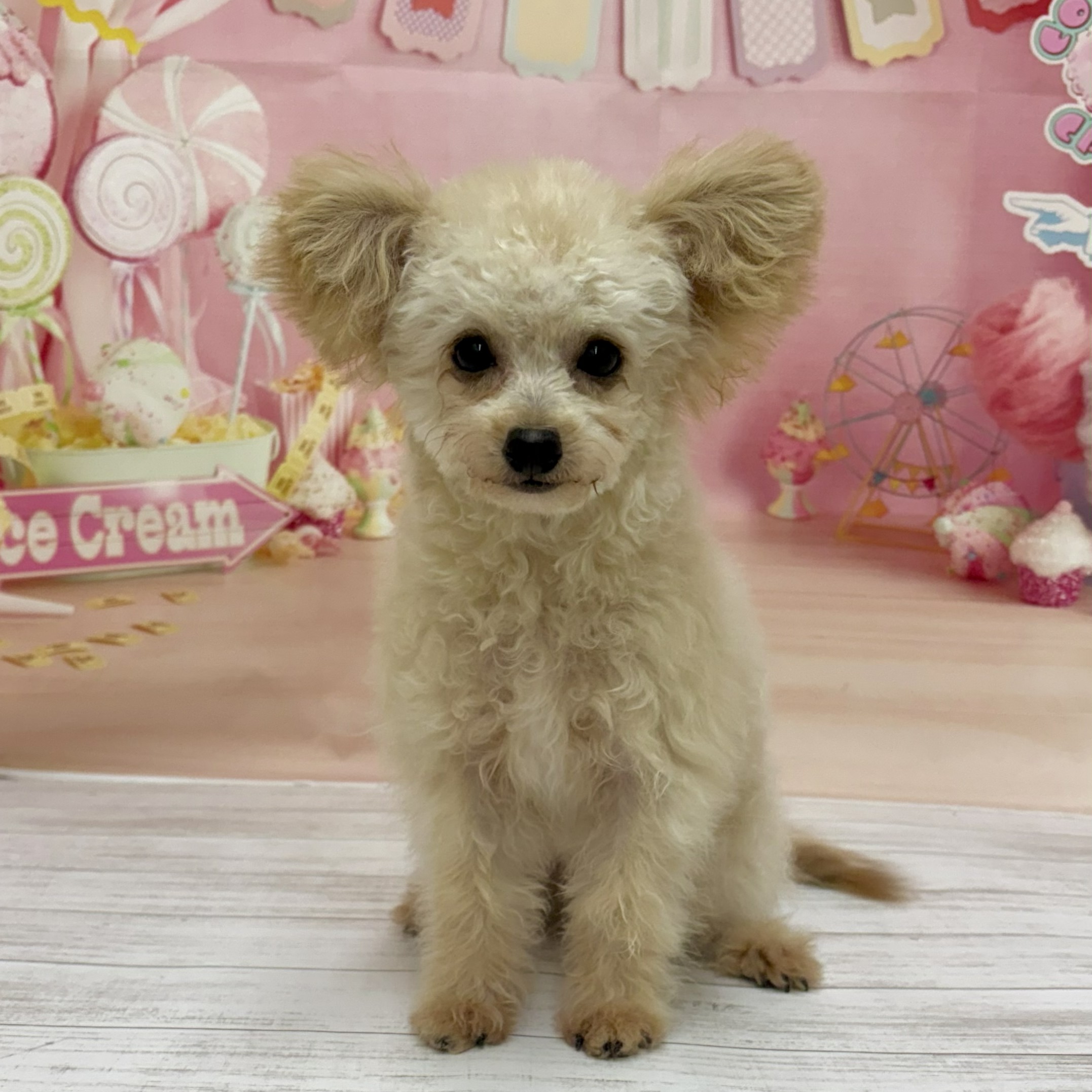 兵庫県のチワプー/プーチー(チワワ×プードル) (犬の家＆猫の里尼崎店/2026年4月26日生まれ/男の子/クリーム)の子犬の1枚目の画像