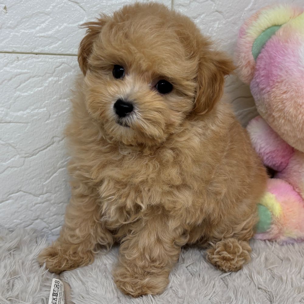 兵庫県のマルプー(マルチーズ×プードル) (犬の家＆猫の里ゆめタウン姫路店/2026年4月23日生まれ/男の子/アプリコット)の子犬の4枚目の画像
